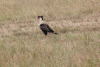 Northern Crested Caracara (Caracara cheriway)