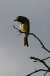 Tropical Kingbird (Tyrannus melancholicus)