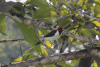 Red-capped Cardinal (Paroaria gularis)