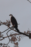 Osprey (Pandion haliaetus)