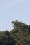 Pair Macaws Over Rainforest