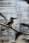 Amazon Kingfisher (Chloroceryle amazona)