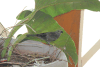 Palm Tanager (Thraupis palmarum)