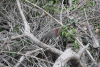 Rufescent Tiger Heron (Tigrisoma lineatum)