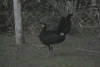 Black Curassow (Crax alector)