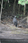 Great Black Hawk (Buteogallus urubitinga)