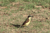 Great Kiskadee (Pitangus sulphuratus)