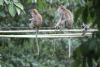 Long-tailed Macaque (Macaca fascicularis)