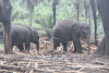 Baby Elephants