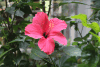 Hibiscus (Hibiscus sp.)