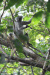 Silvered Leaf Monkey (Trachypithecus cristatus)