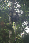 Thomas's Langur (Presbytis thomasi)