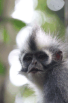 Thomas's Langur (Presbytis thomasi)