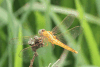 Scarlet Skimmer (Crocothemis servilia)