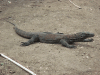 Young Komodo Dragon While