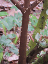 Cacao Flowers Young Fruits