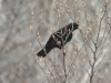 Alpine Chough (Pyrrhocorax graculus)