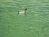 Mallard (Anas platyrhynchos)