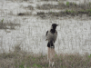 Hooded Crow (Corvus cornix)