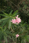 Oleander (Nerium oleander)