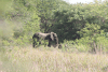 African Bush Elephant (Loxodonta africana)