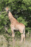 South African Giraffe (Giraffa camelopardalis giraffa)