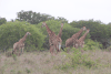 South African Giraffe (Giraffa camelopardalis giraffa)