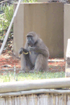 Grayfoot Chacma Baboon (Papio ursinus griseipes)