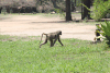 Grayfoot Chacma Baboon (Papio ursinus griseipes)