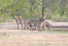 Crawshay's Zebra (Equus quagga crawshayi)