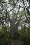 African Baobab (Adansonia digitata)