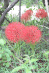 Blood Lily (Scadoxus multiflorus)