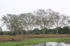 Yellow Fever Tree (Vachellia xanthophloea)