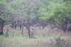 Lichtenstein's Hartebeest (Alcelaphus buselaphus lichtensteinii)