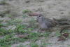 Spotted Dove (Spilopelia chinensis)