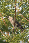 House Crow (Corvus splendens)