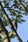 Fulvous-breasted Woodpecker (Dendrocopos macei)