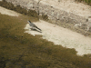 White Wagtail ssp. alba (Motacilla alba alba)