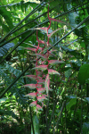 Sexy Pink (Heliconia chartacea)