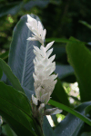 Red Ginger (Alpinia purpurata)