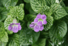 Chinese Violet (Asystasia gangetica)