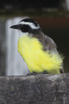 Great Kiskadee (Pitangus sulphuratus)