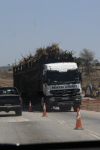 Truck Sugarcane Harvest