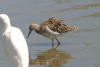 Ruff (Calidris pugnax)