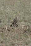 Montagu's Harrier (Circus pygargus)