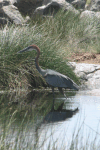 Goliath Heron (Ardea goliath)