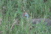 Reichenow's Helmeted Guineafowl (Numida meleagris reichenowi)