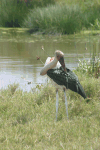 Marabou Stork