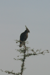 Long-crested Eagle (Lophaetus occipitalis)