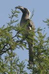 African Grey Hornbill (Lophoceros nasutus)